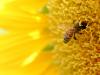 Allergia: ne várjunk csodát a méztől