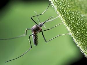A szúnyogcsípés újabb veszélyei