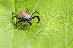 Az idei kullancs szezonról, a Lyme-kórról, illetve hogyan védekezzünk ellene?