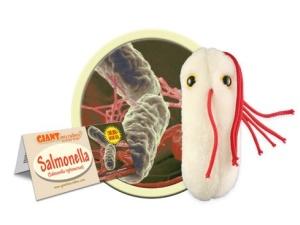 Szalmonella-fertőzések Ausztriában