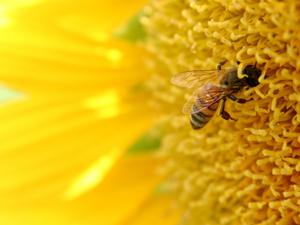 Allergia: ne várjunk csodát a méztől