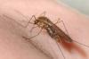 Még a szúnyogcsípés is rejthet veszélyeket