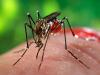 A Zika vírust egy autoimmun agyi-rendellenességgel is összefüggésbe hozták