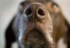 A kutyák nagy valószínűséggel észlelik a csökkenő vércukorszintet, cukorbetegeknél