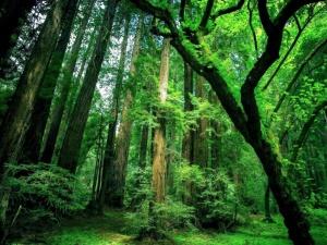 Pénzügyi programok az őserdők védelmében