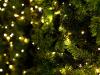 A karácsonyfa hétszer több DNS-t tartalmaz, mint mi emberek